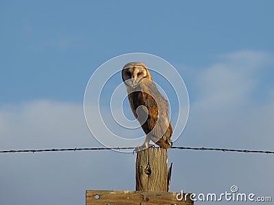 Common Barn Owl Stock Photo