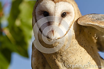 Common Barn Owl in Autumn Setting Stock Photo