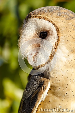 Common Barn Owl in Autumn Setting Stock Photo