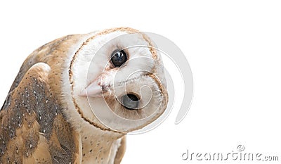 Common barn owl ( Tyto albahead ) isolated Stock Photo