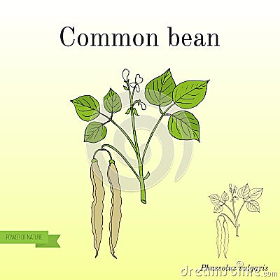 Common bean Phaseolus vulgaris Vector Illustration