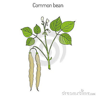 Common bean Phaseolus vulgaris Vector Illustration