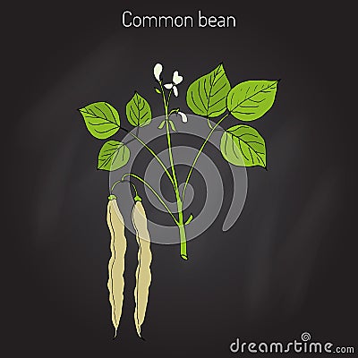 Common bean Phaseolus vulgaris Vector Illustration