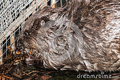 Common beaver gnawing a branch Stock Photo