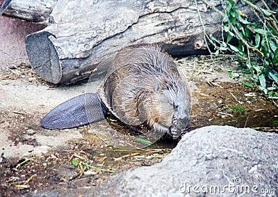 The common beaver is a semi aquatic animal a mammal of the rodent order its fur is beautiful Stock Photo