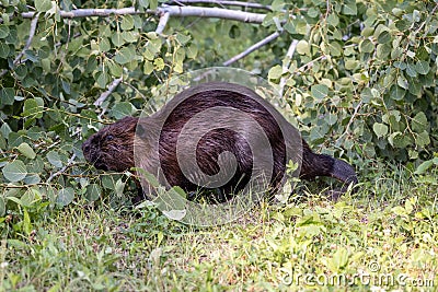 Common beaver Stock Photo