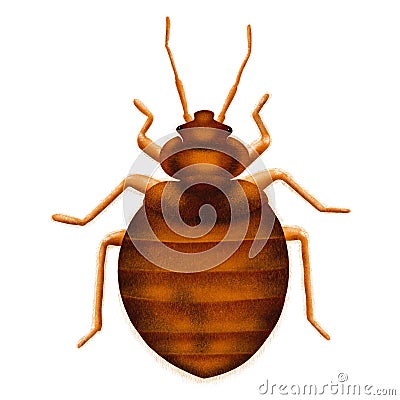 Common Bedbug Cimex lectularius. Bed bug, drawn illustration, isolated on white Cartoon Illustration