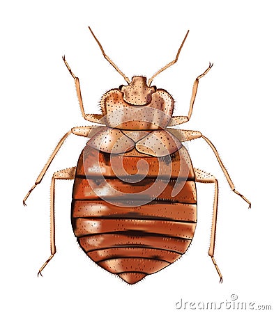Common Bedbug. Vector artwork. Vector Illustration