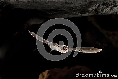 Common bent-wing bat, cave bat Stock Photo
