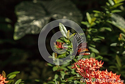 Common Birdwing butterfly Troides helena Stock Photo