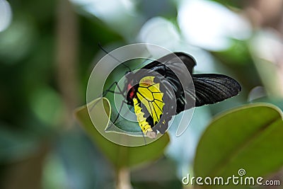Common Birdwing Butterfly Troides Helena Stock Photo