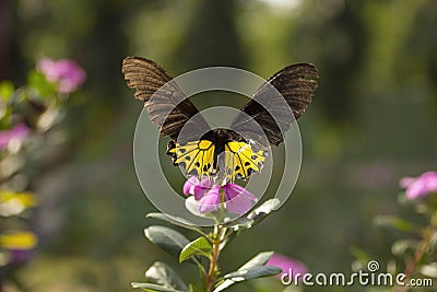 Common Birdwing, Troides sp, Papilionidae, Gumti, Tripura Stock Photo