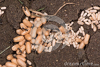 Common black ant (Lasius niger) pupae close up Stock Photo