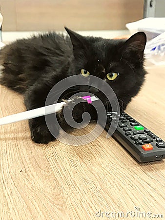 Common black cat with pen and Stock Photo