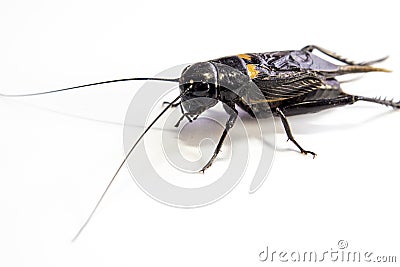 Common black cricket , isolated insect on white background Stock Photo