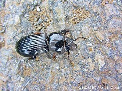 Common Black ground beetle - Pterostichus melanarius Stock Photo