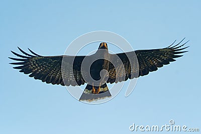 Common Black Hawk - Buteogallus anthracinus a big dark bird of prey in the family Accipitridae, formerly Cuban black-hawk Stock Photo