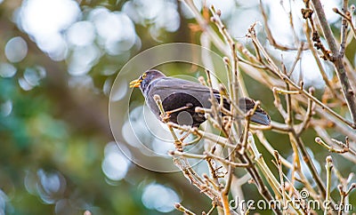 Common blackbird sitting on a tree branch Stock Photo