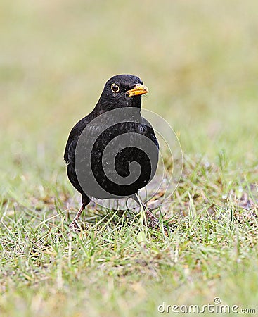 Common Blackbird; Merel; Turdus merula Stock Photo