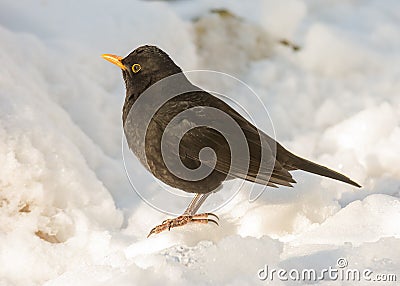 Common blackbird standing in the snow Stock Photo