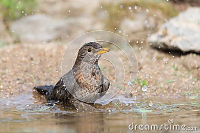 Common blackbird taking bath Stock Photo