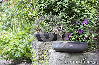 Common blackbird taking a bath in old teflon pan on the garden, two house sparrows waiting for free bathroom Stock Photo