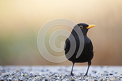Common Blackbird (Turdus merula) Stock Photo