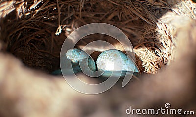 The common blackbird Turdus merula blue colored eggs in a nest. Close-up view of four blue eggs in a nest. of the black bird also Stock Photo