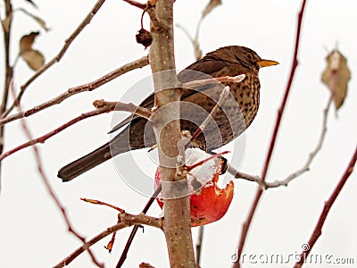 Common blackbird Turdus merula, detail of a female Stock Photo