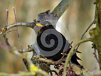 Common blackbird Turdus merula, detail of a male Stock Photo