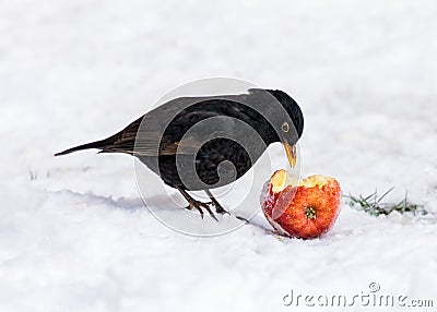 Common Blackbird - Turdus merula eating an apple. Stock Photo