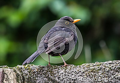 Male Common blackbird, Merlo, standing on a tree branch Stock Photo