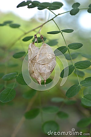 Common bladder senna Stock Photo