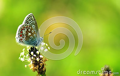 Common Blue Butterfly at Grantown on Spey Stock Photo