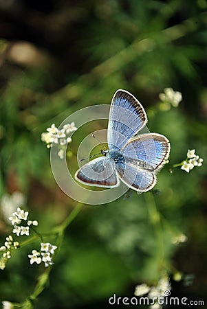 The common blue butterfly Polyommatus icarus butterfly sitting on tumbleweed white flowers macro close up detail Stock Photo