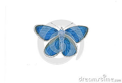 Common Blue Butterfly - Polyommatus Icarus Stock Photo