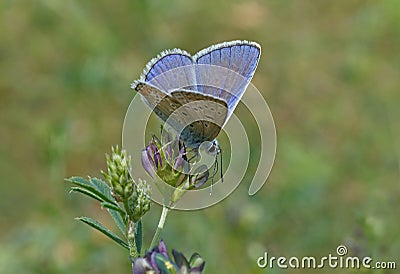 Common blue butterfly Stock Photo