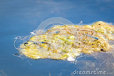 Blue damselflies mating on algae floater Stock Photo