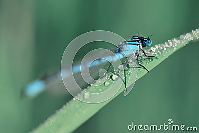 The Common Blue Damselfly, Enallagma cyathigerum Stock Photo