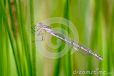 Common Blue Damselfly, Enallagma cyathigerum in a Damp Dewy Meadow Stock Photo