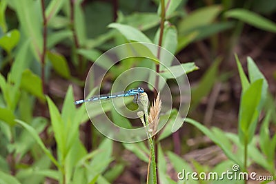 Common blue damselfly sitting on a bud. Stock Photo