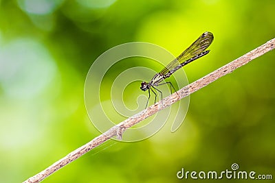 Common Blue Jewel - Portrait of damselfly Stock Photo