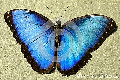 Common Blue Morpno Butterfly,Morpho peleides Stock Photo