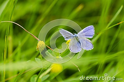 Common blue feeding in meadow Stock Photo