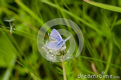 Common blue feeding in meadow Stock Photo