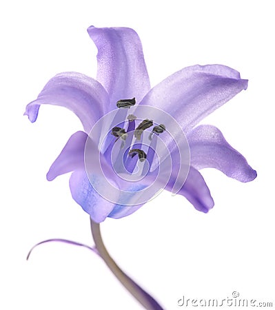 Common bluebell flower Stock Photo