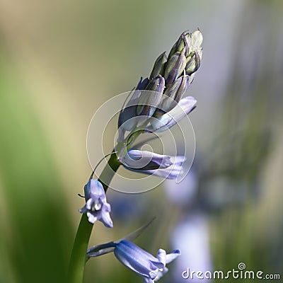 Common Bluebell flower macro Stock Photo