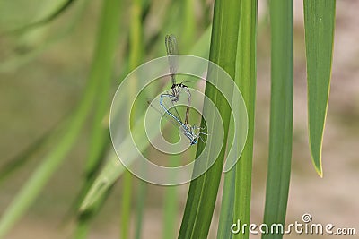 common bluet common or blue damselfly Enallagma cyathigerum mating Stock Photo