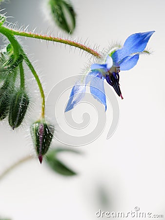 Common borage flower Stock Photo