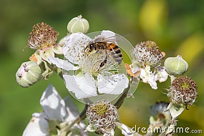 Common bramble rubus fruticosus plant Stock Photo